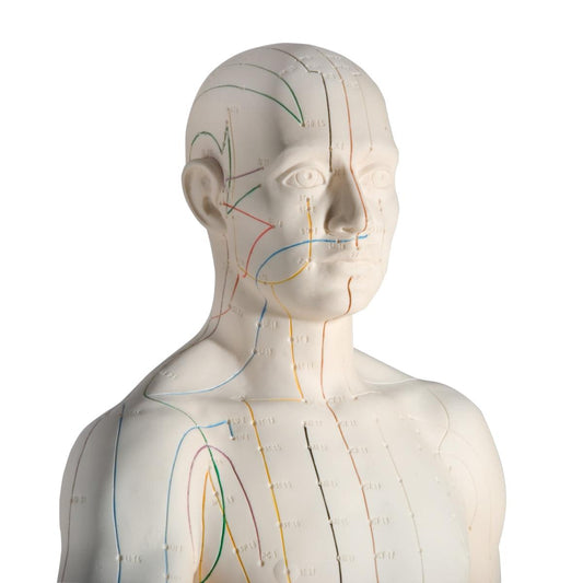 Acupuncture Model, Male