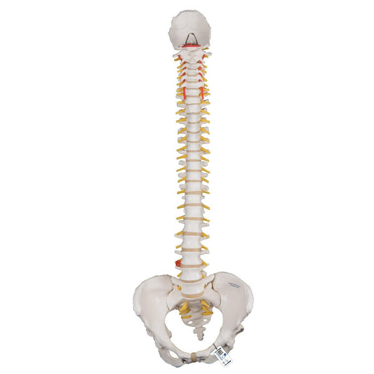 Classic Flexible Human Spine Model with Female Pelvis