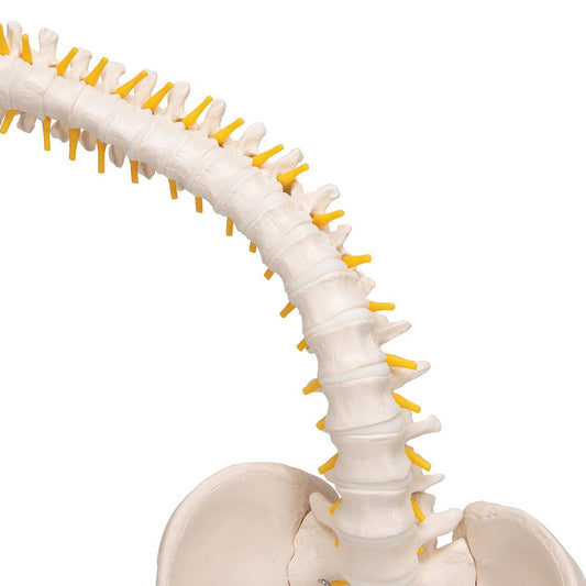 Flexible Human Spine Model with Soft Intervertebral Discs