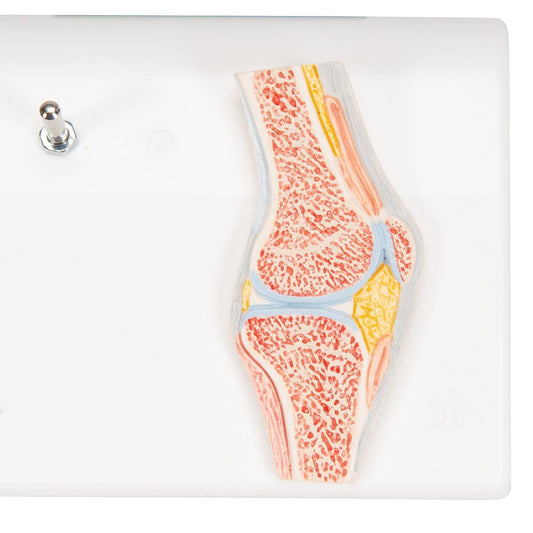 Mini Human Knee Joint Model with Cross Section