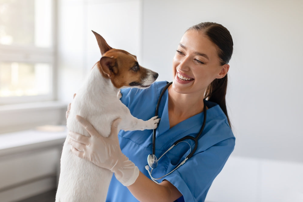 Veterinary professional in blue scrubs wearing disposable gloves holding a small dog