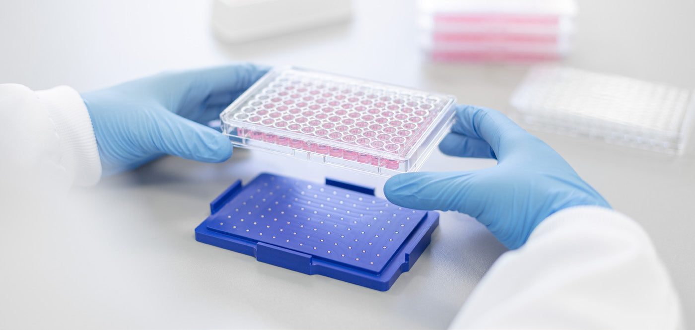 Gloved hands handling a laboratory microplate with pink samples on a clean medical workspace