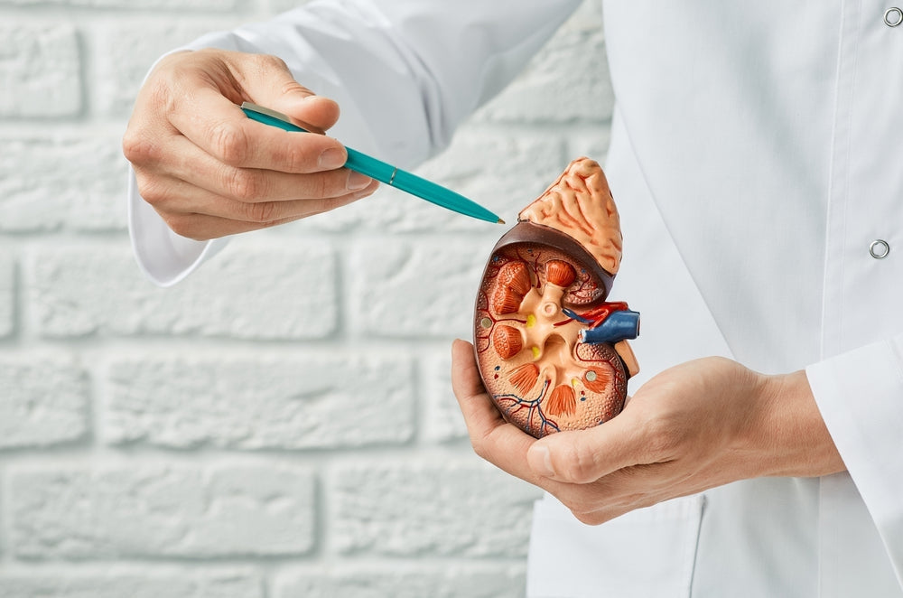 Doctor holding anatomical kidney model and pointing with pen for medical education