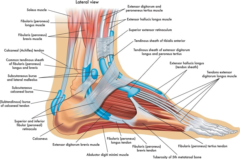Labeled anatomy poster showing muscles, tendons, and ligaments of the human foot and ankle
