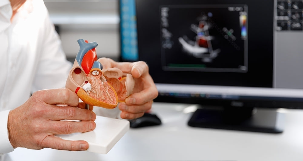 Person holding anatomical heart model near computer displaying cardiology scan, medical education