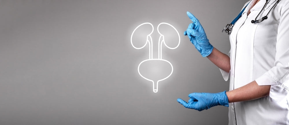Doctor in gloves points to urinary system icon, urology and continence care concept
