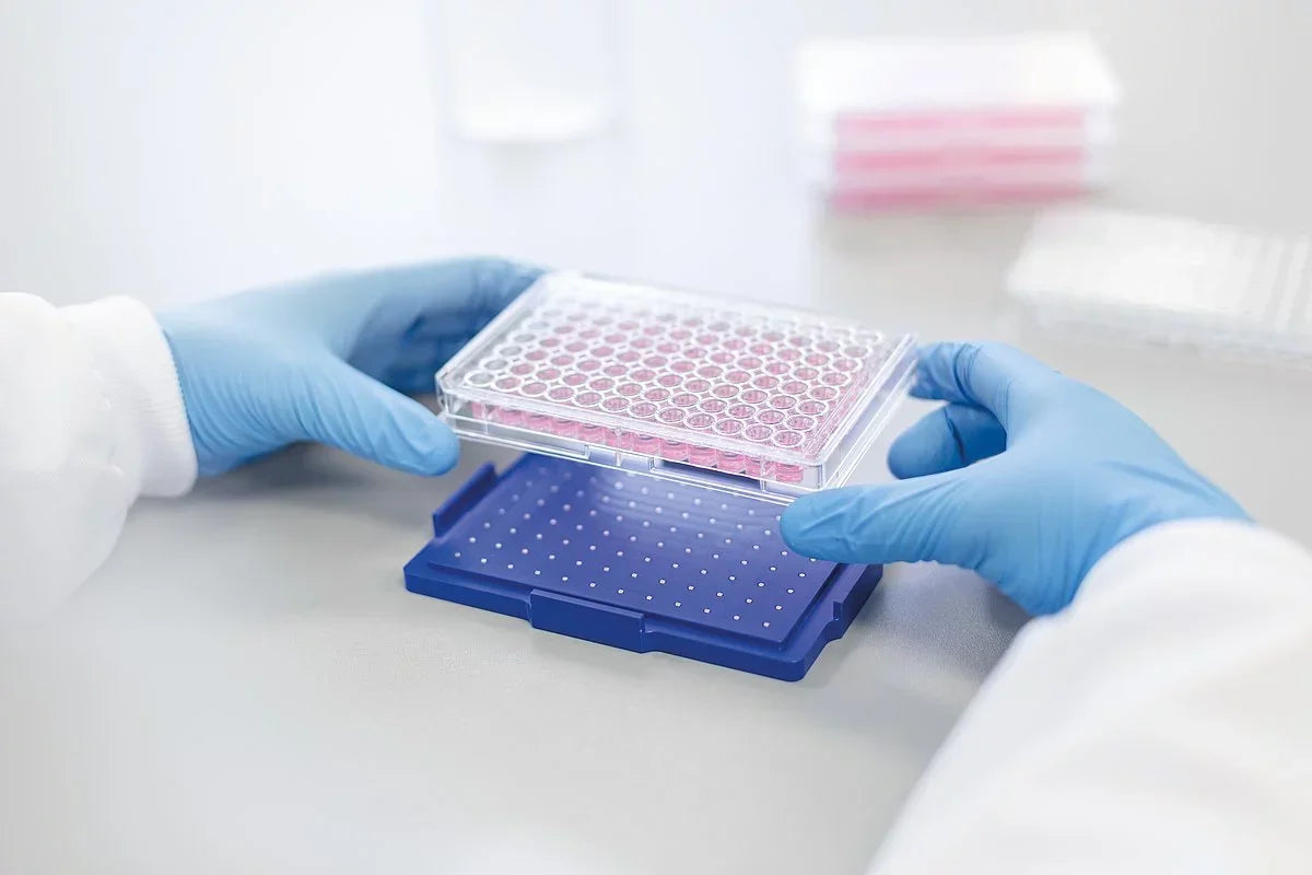 Gloved hands handling a 96-well plate for laboratory 3D cell culture research.