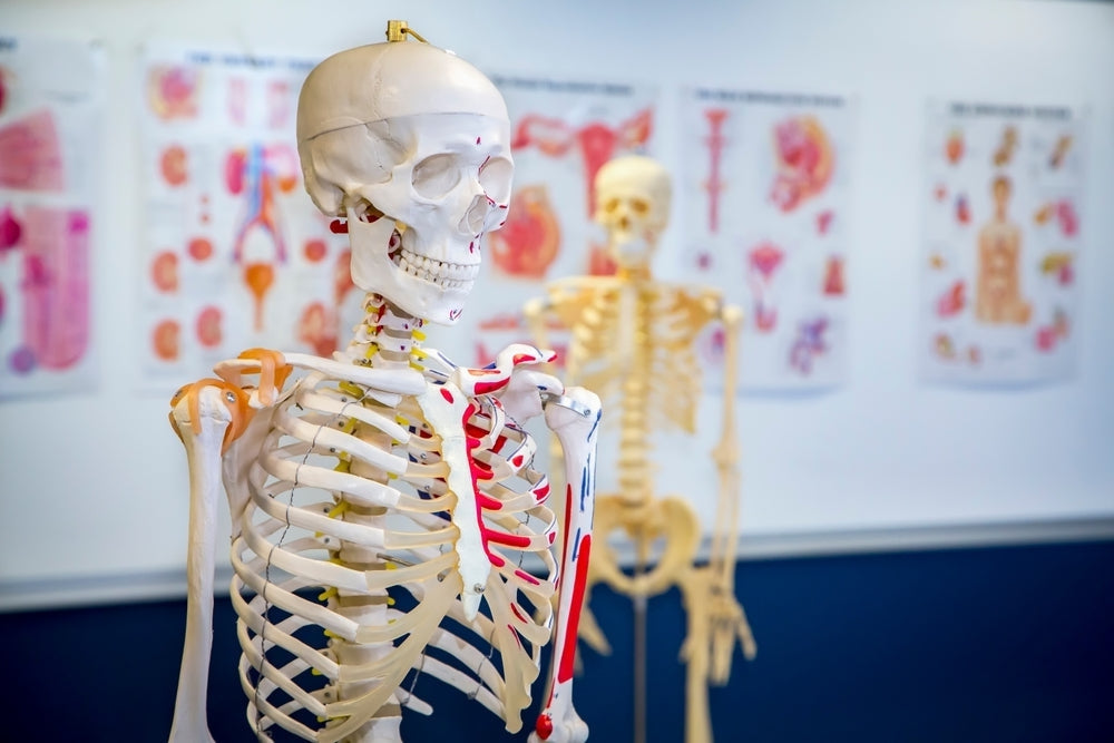 Full-size anatomical skeleton models in a classroom with anatomy charts