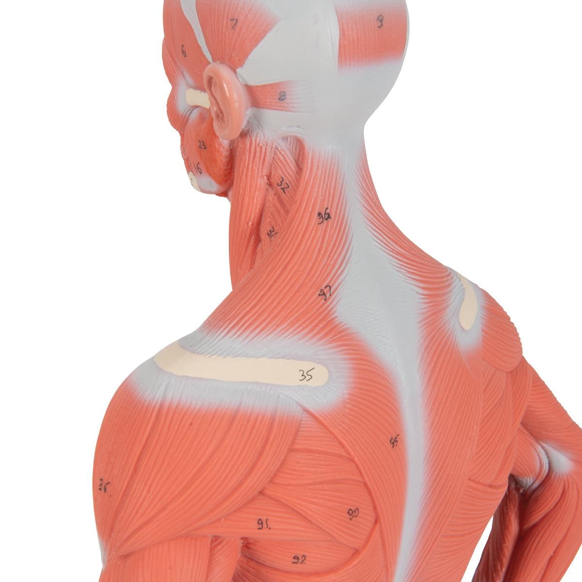 Life-size human muscle figure by 3B Scientific, two-part model showing detailed muscle anatomy and structure.