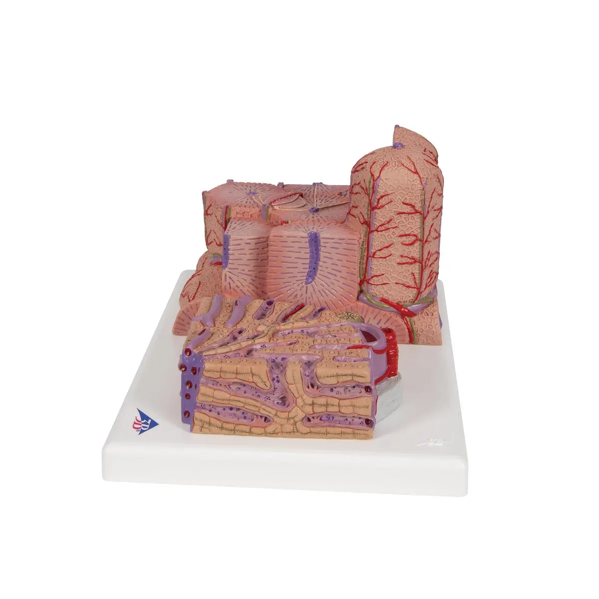 3B Scientific 3B MICROanatomy Liver Model showing detailed anatomical structure of the human liver.