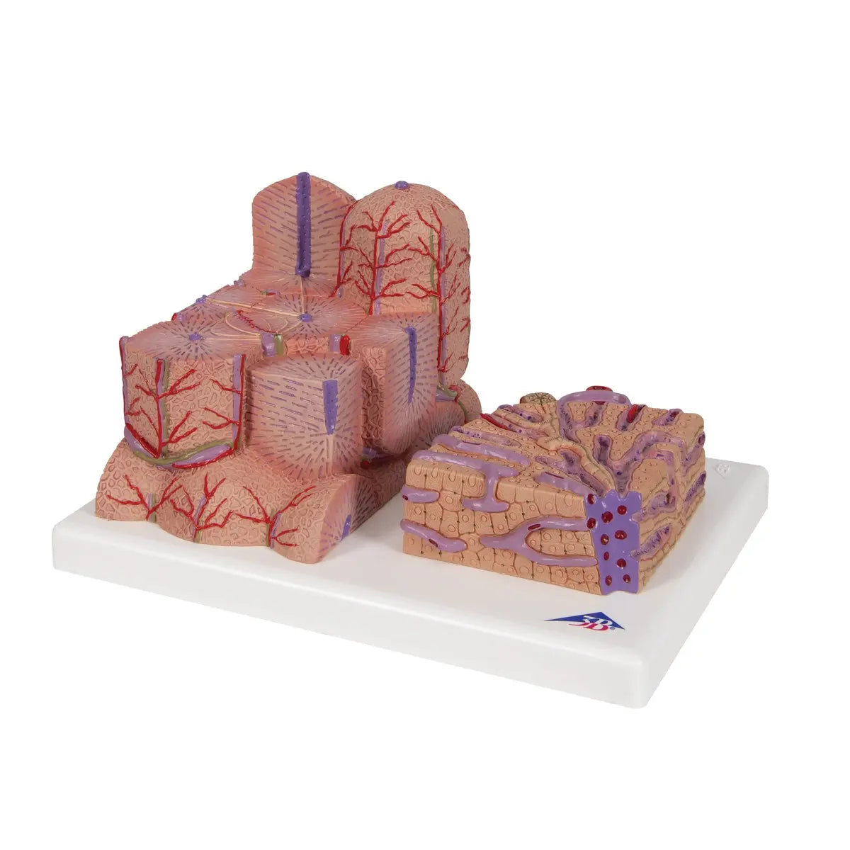 3B Scientific 3B MICROanatomy™ Liver Model showing detailed internal structures for educational purposes