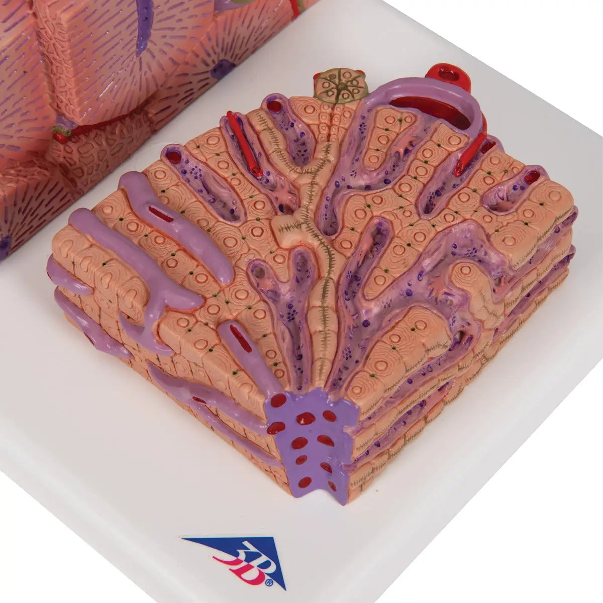 3B Scientific 3B MICROanatomy™ liver model showing detailed internal structures and external features for educational use.