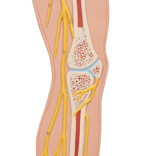 Human Nervous System Model, 1/2 Life-Size