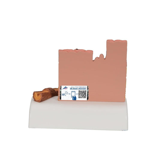 Microscopic Skin, Hair & Nail Model