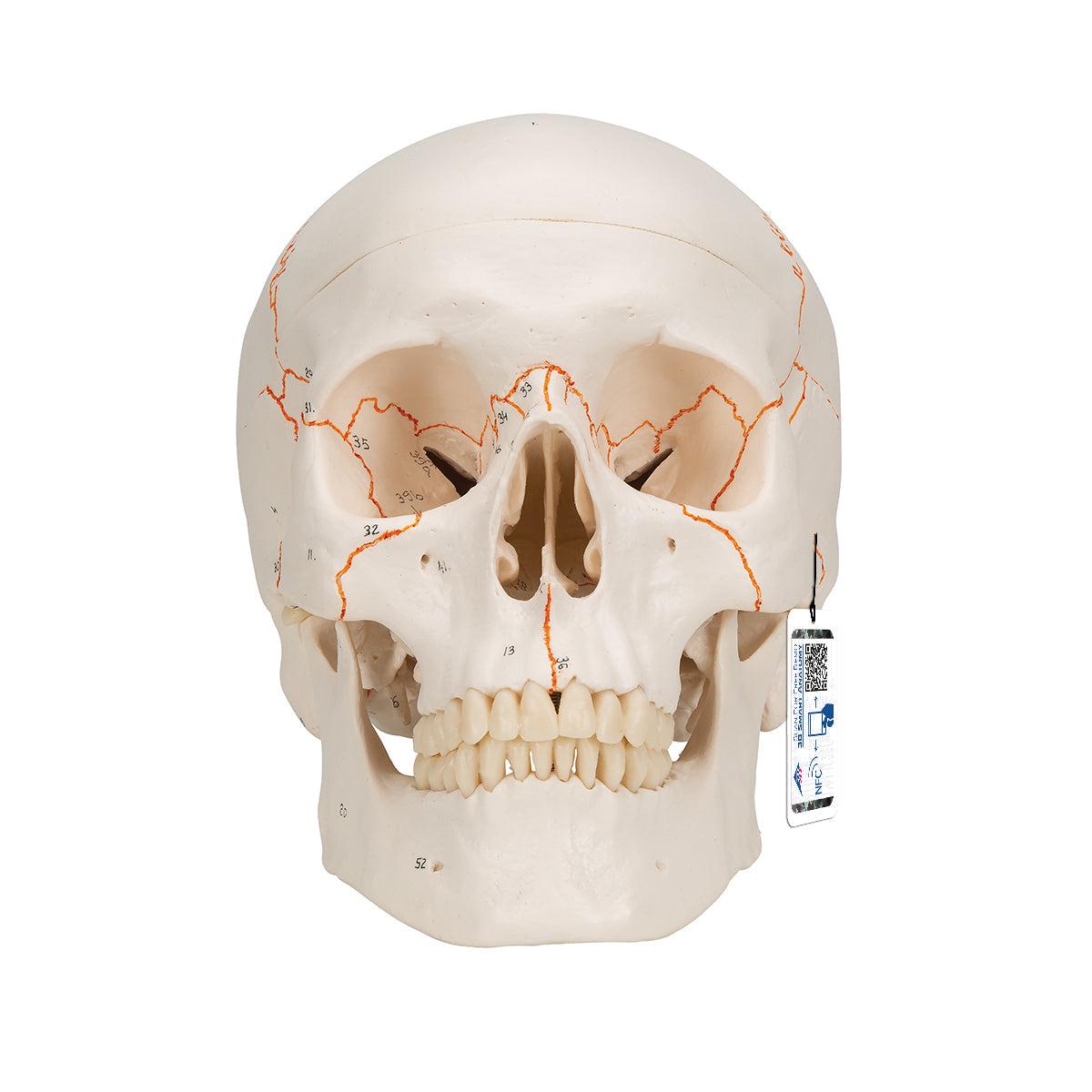 Numbered Human Classic Skull Model, 3 part
