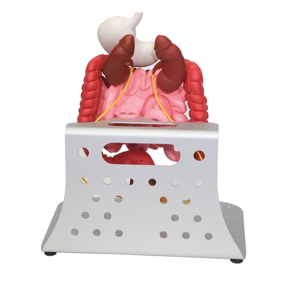 3B Scientific Otto Ostomy™ Advanced Model showing detailed medical training ostomy appliance with realistic features and accessories.
